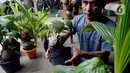 Seniman, Herman Ronda (49) menyelesaikan bibit pohon kelapa untuk dijadikan bonsai di Pondok Benda Pamulang, Tangerang Selatan, Selasa (13/10/2020). Budidaya bonsai tanaman kelapa semakin digemari untuk memanfaatkan waktu dengan harga dari Rp 250 ribu hingga Rp 500 ribu. (merdeka.com/Dwi Narwoko)