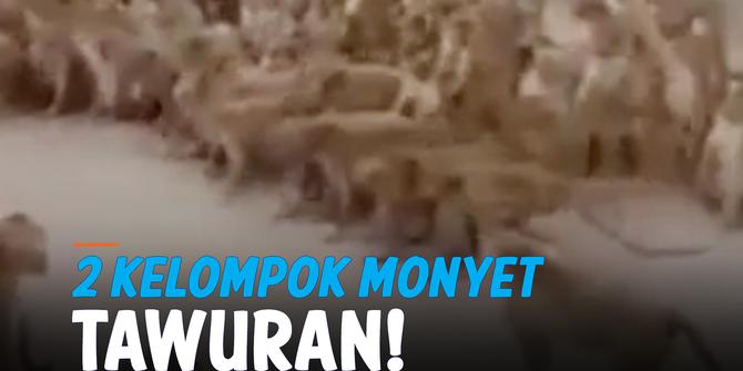 VIDEO: Viral 2 Kelompok Monyet Tawuran di Jalan Thailand