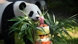 Panda Yuan Meng mencium kue ulang tahunnya di Kebun Binatang Beauval di Saint-Aignan-sur-Cher, Prancis (4/8). Yuan Meng yang lahir di Prancis saat ini telah berumur satu tahun. (AFP Photo/Guillaume Souvant)