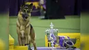 Rumor, berpose dengan trofi usai menjuarai kompetisi Best in Show di Westminster Kennel Club Dog Show, di New York City, AS (14/2). Anjing jenis gembala Jerman ini memenangkan kontes anjing bergengsi internasional. (Drew Angerer / Getty Images / AFP)