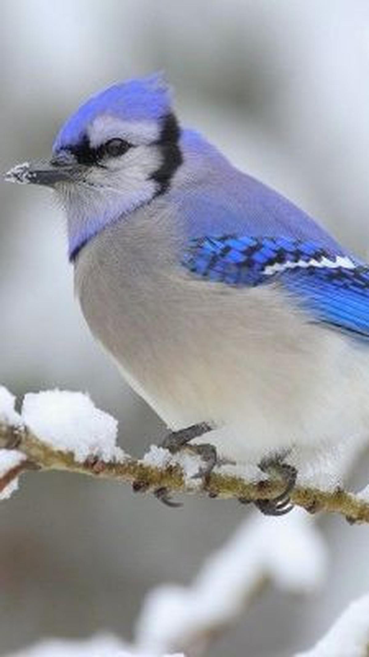 7. Burung Jay Biru<br>