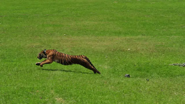 Pelepasliaran Dua Harimau Sumatera