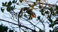 Fenomena Iguana Beku Berjatuhan dari Pohon Kembali Terjadi di Florida