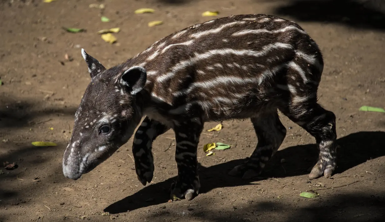Tapir berumur satu tahun yang bernama"Milagro" terlihat di kandangnya di Kebun Binatang Nasional di Masaya, Nikaragua, pada 10 Desember 2020. Tapir adalah salah satu mamalia yang terancam punah di Nikaragua akibat degrasi habitatnya. (Inti OCON / AFP)