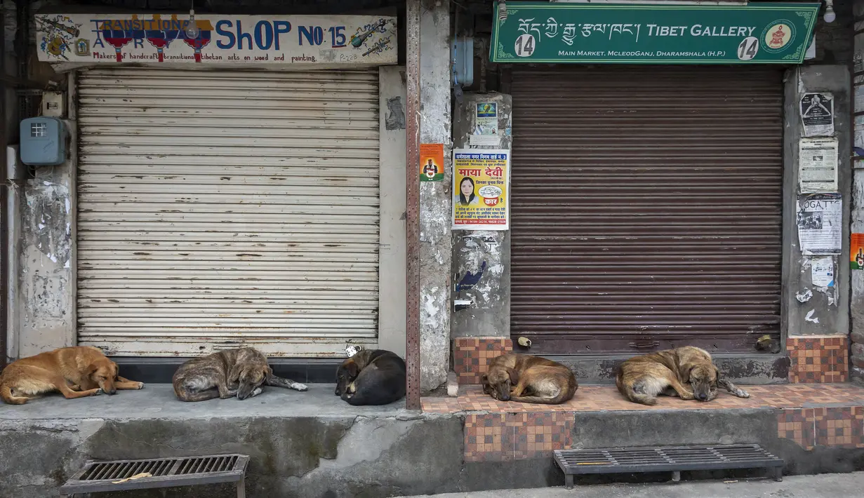 Anjing jalanan tidur di pasar saat toko-toko tetap tutup karena pandemi COVID-19 di Dharmsala, India, Rabu (5/5/2021). Pemerintah India menghadapi seruan penguncian ketat atau lockdown nasional secara total untuk memperlambat gelombang besar infeksi virus corona. (AP Photo/Ashwini Bhatia)