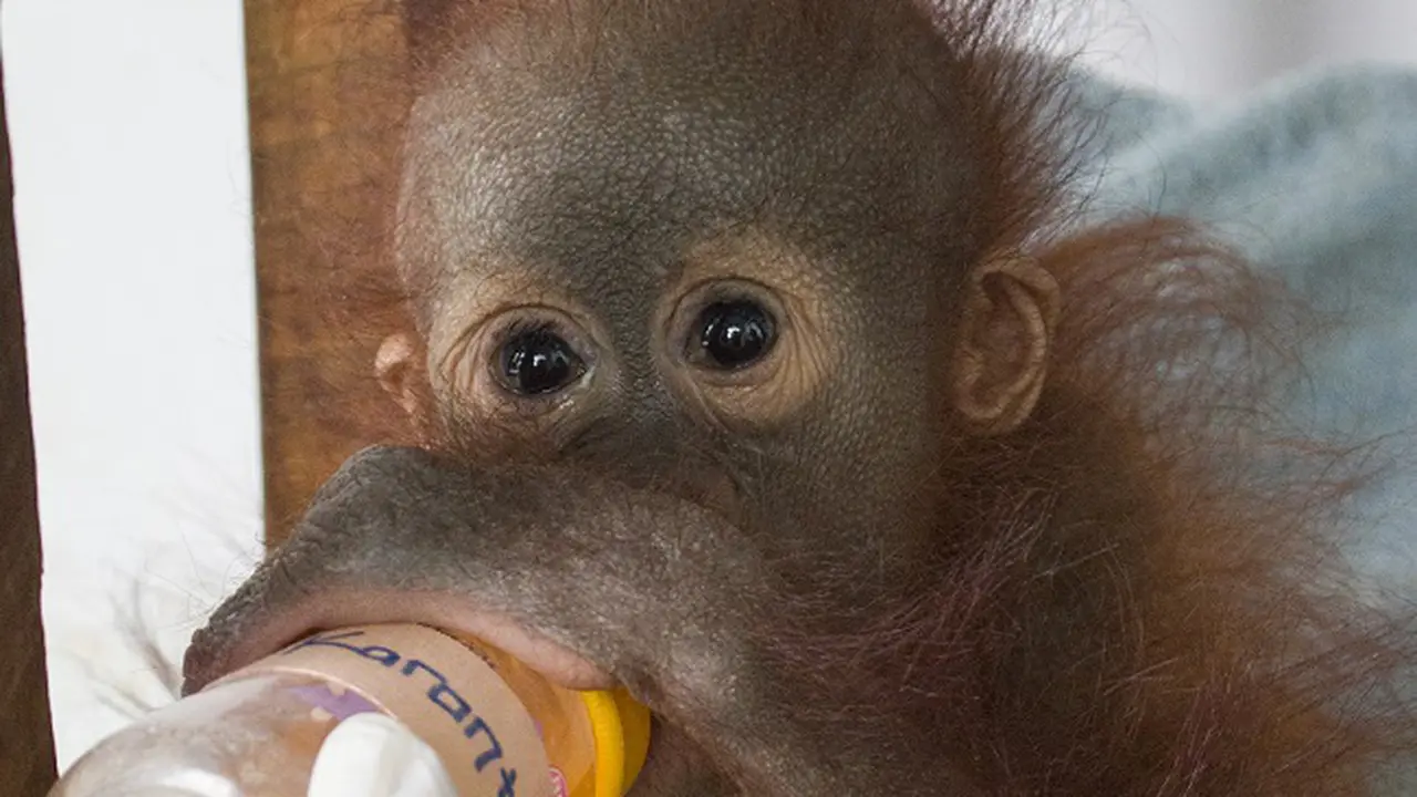 orangutan, kalimantan