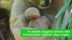 Kelahiran orangutan Sumatra selalu menjadi pertaruhan yang tinggi, mengingat spesies ini terancam punah di alam liar sehingga penambahan apapun dari spesies ini begitu penting