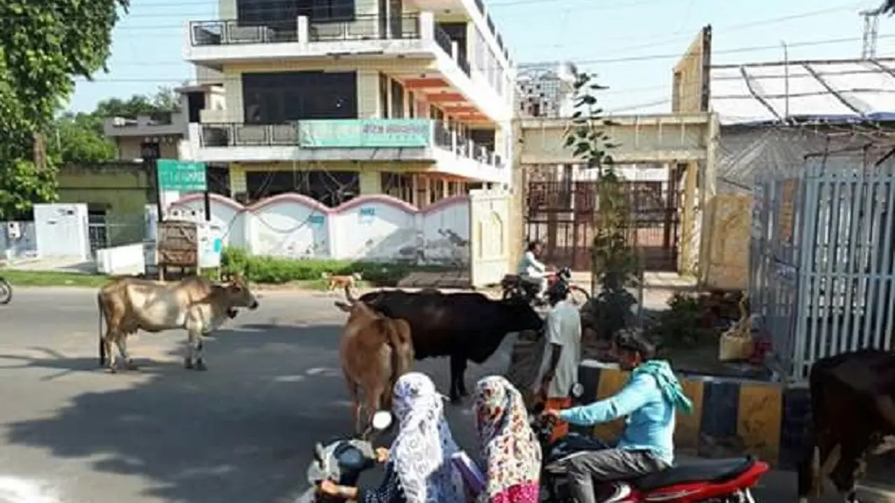 sapi milik warga berkeliaran di jalan raya