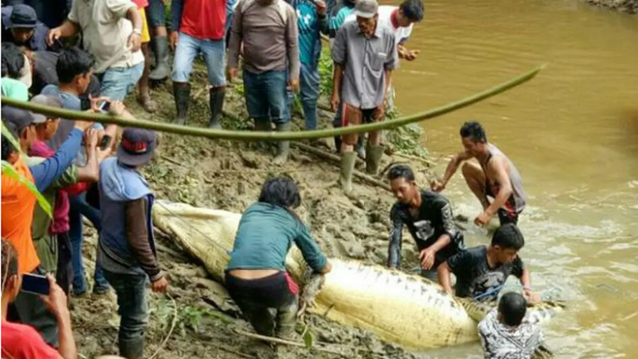 Buaya Peneror Warga di Kutai Timut Berhasil Ditembak