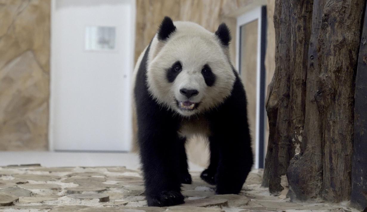 Sedangkan Si Hai berjenis kelamin betina berusia tiga tahun memiliki berat 70 kilogram dan memiliki nama Arab Thuraya. (AP Photo, Lujain Jo)