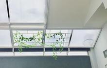 Inspirasi Kanopi Belakang Rumah Minimalis, Estetis, dan Modern