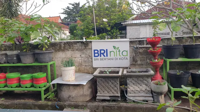 Dari Gang Sempit Jadi Kebun Sayur, Kelompok Tani Timoho Ngeremboko Rasakan Manfaat BRInita