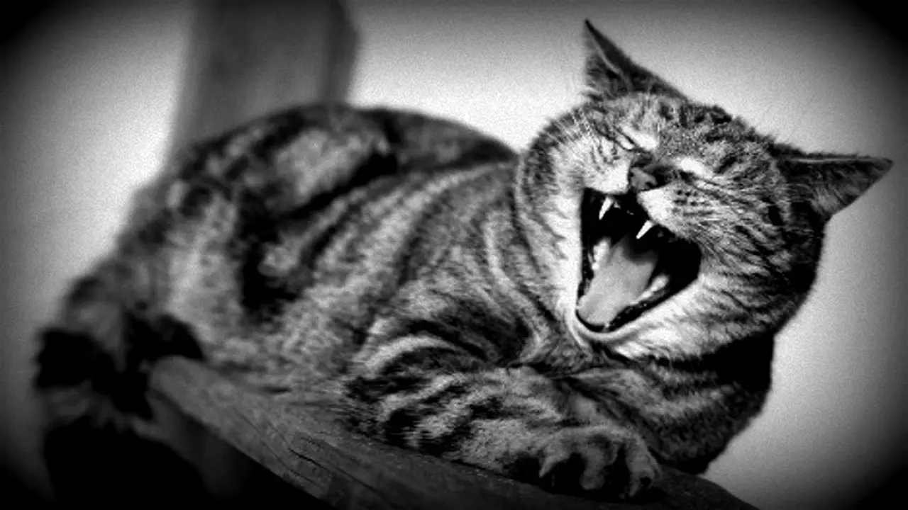 Kucing Gigit Wanita, Wanita Gigit Kekasihnya