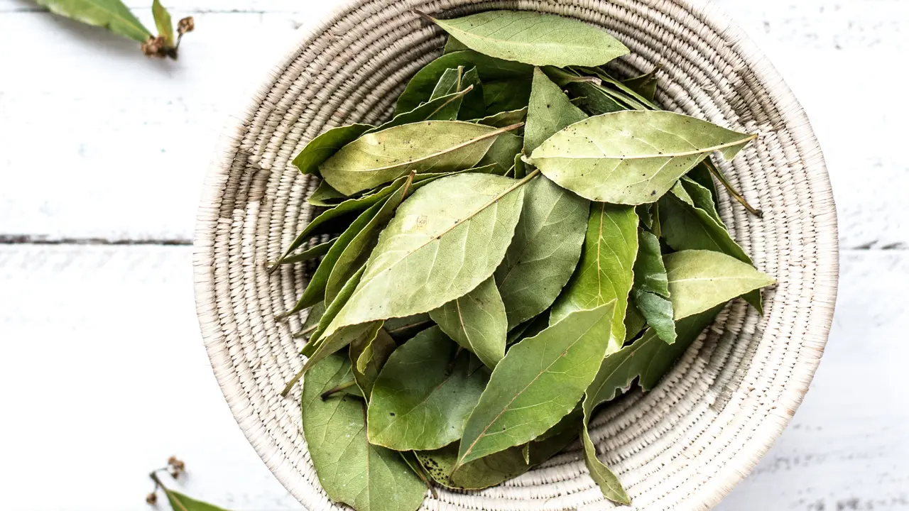 Cara Mengolah Daun Salam untuk Mengobati Asam Urat dan Kolesterol