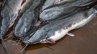 Ilustrasi ikan lele (Sumber: Istockphoto)