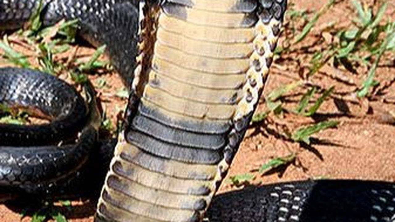 9. Raja Kobra<br>