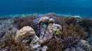 Raja Ampat merupakan sebuah aset besar bagi kesuksesan pelestarian terumbu karang dan populasi ikan laut dunia. Tampak dalam foto, ikan-ikan berenang di dekat terumbu karang di lokasi penyelaman Gorgonian Wall di Misool, Raja Ampat, Papua Barat Daya, Selasa, 3 Maret 2026. (AP Photo/Claudia Rosel)