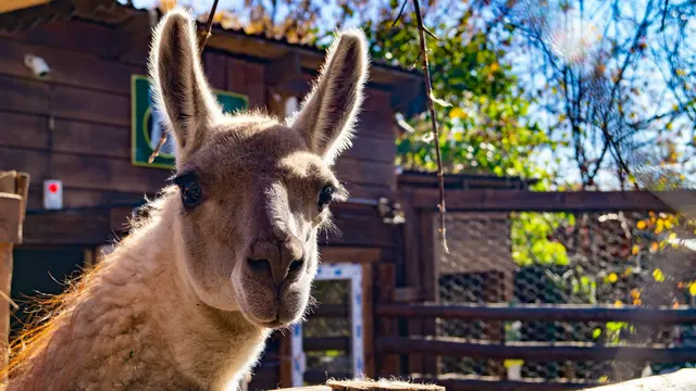 Llama