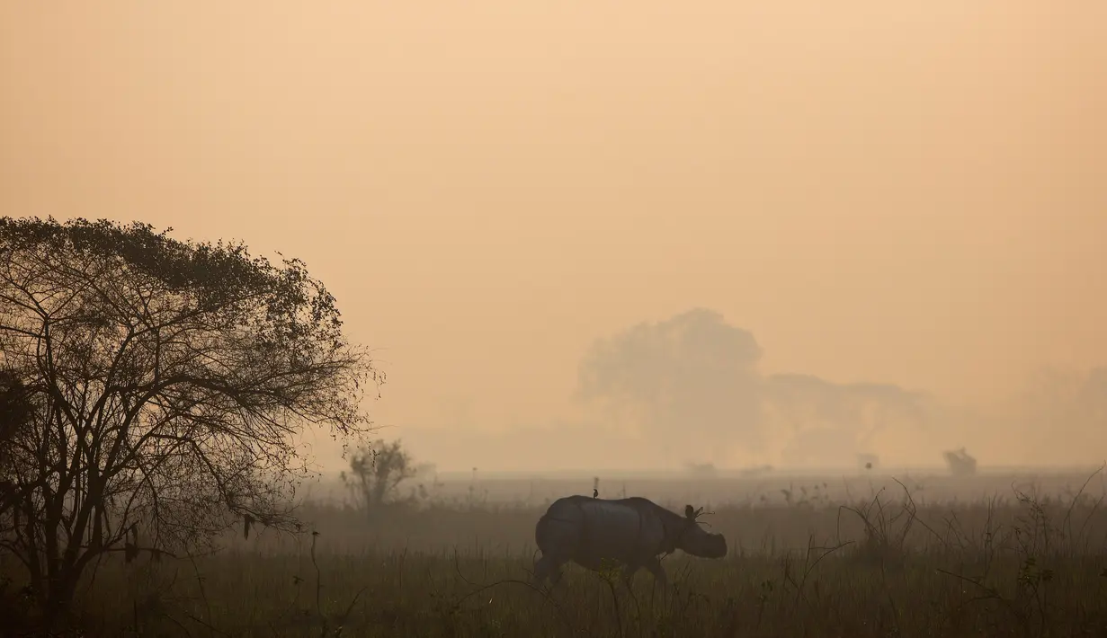 Seekor badak bercula satu berjalan di Suaka Margasatwa Pobitora di negara bagian Assam, India (18/3). Petugas hutan India melakukan sensus menyusul adanya lonjakan jumlah badak bercula satu di India. (AP Photo / Anupam Nath)