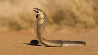 Ilustrasi kobra (iStock)