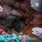 Orang Utan Sampurna Lemas Dikepung Kebakaran Hutan