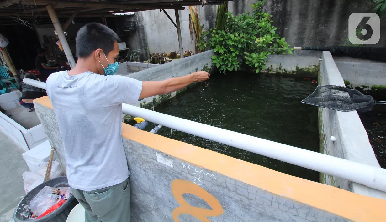 Seorang warga memberi pakan untuk ikan lele budidaya di Tangerang, Jumat (6/11/2020). Pemerintah setempat bersama warga memanfaatkan lahan untuk bubidaya ikan lele guna menggerakan ekonomi masyarakat di masa pandemi COVID-19. (Liputan6.com/Angga Yuniar)