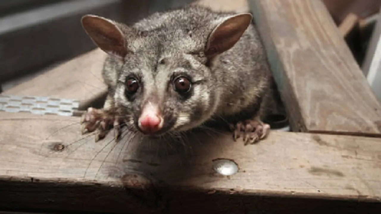 Ilustrasi possum (iStock)