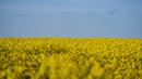 <p>Ladang bunga canola berwarna kuning keemasan yang mekar dan langit biru di Lellinge dekat Koege, Denmark timur, pada 15 Mei 2022. Lanskap tersebut terlihat menyerupai warna bendera nasional Ukraina yang berwarna biru dan kuning. (Mads Claus Rasmussen / Ritzau Scanpix / AFP)</p>