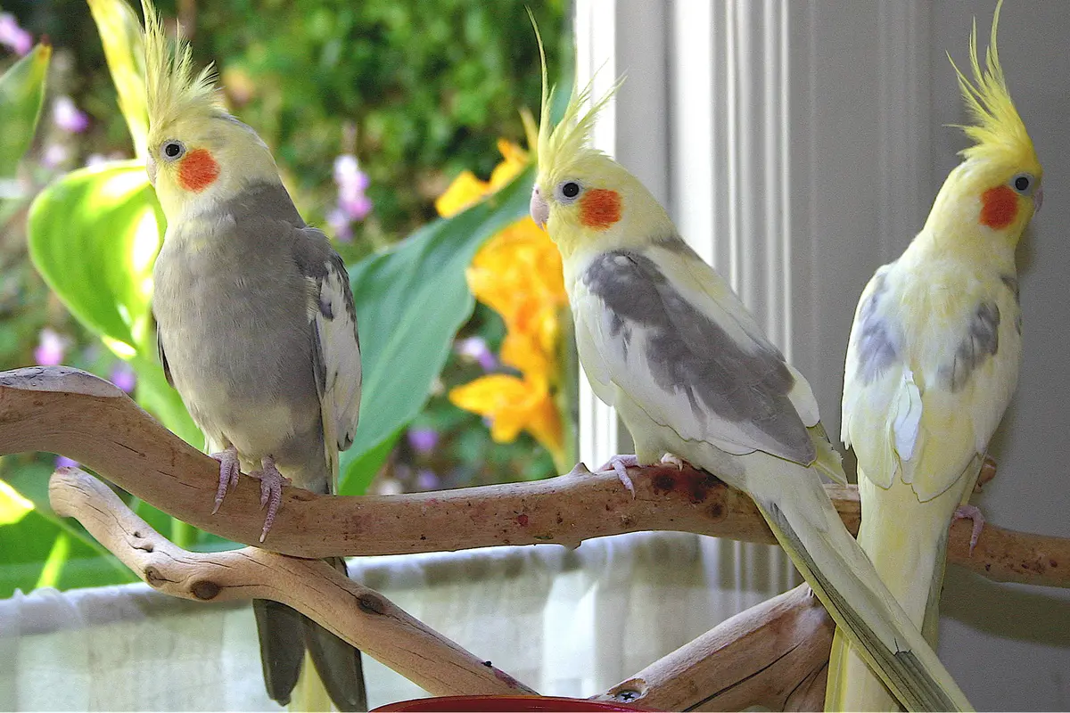 Terobsesi, Wanita Ini 'Permak' Wajahnya Mirip Burung Cockatiel