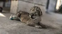 Kontroversi Santap Siang Bersama Anak Singa di Restoran Tiongkok, Langgar Kesejahteraan Hewan?