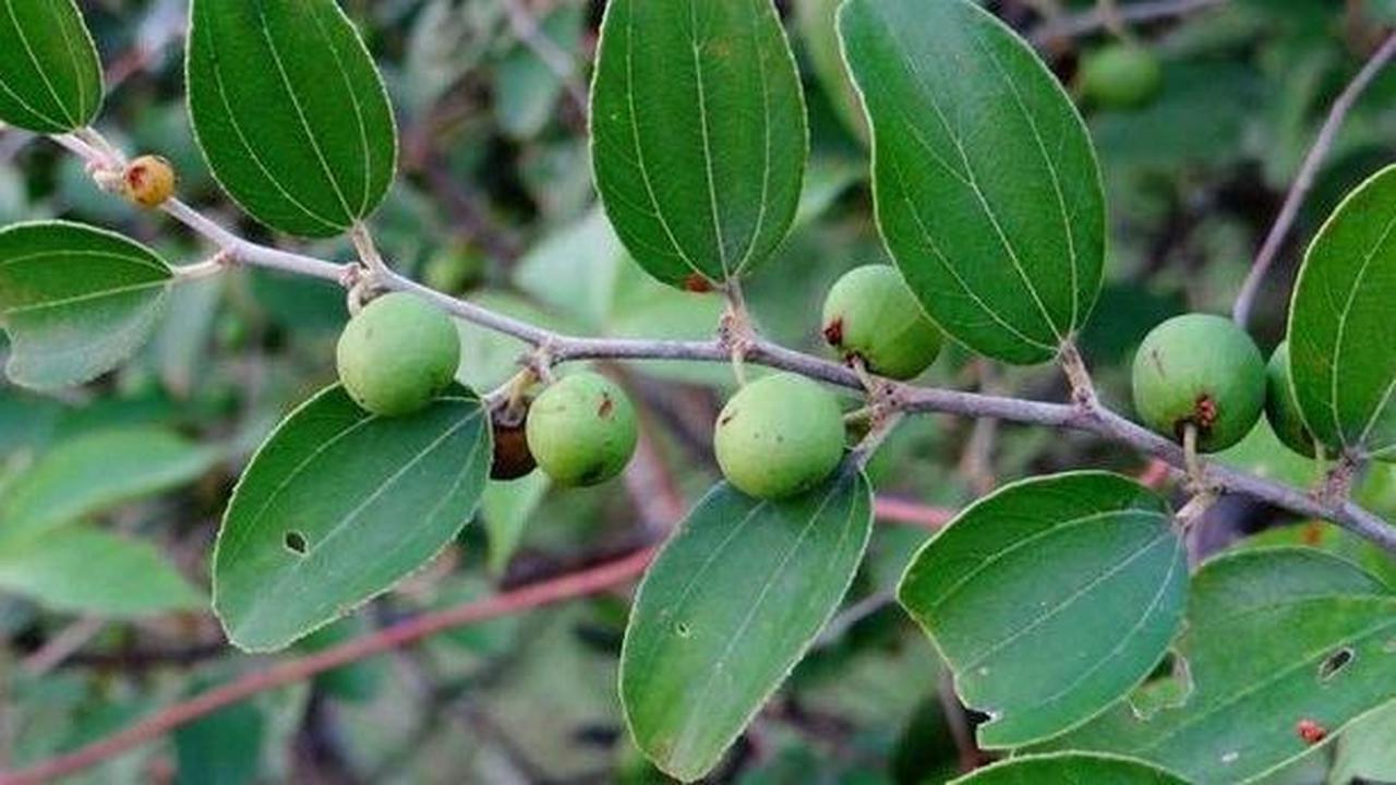 Daun Bidara Disebut dalam Al-Quran<br>