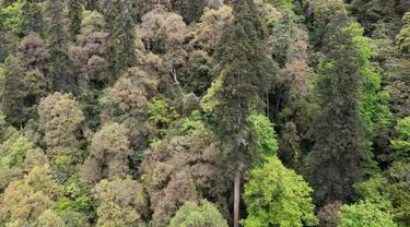 Hutan Abies ernestii var. salouenensis yang masih perawan di wilayah Zayu di Daerah Otonom Tibet, China barat daya, dengan pohon tertinggi setinggi 83,2 meter di tengahnya.