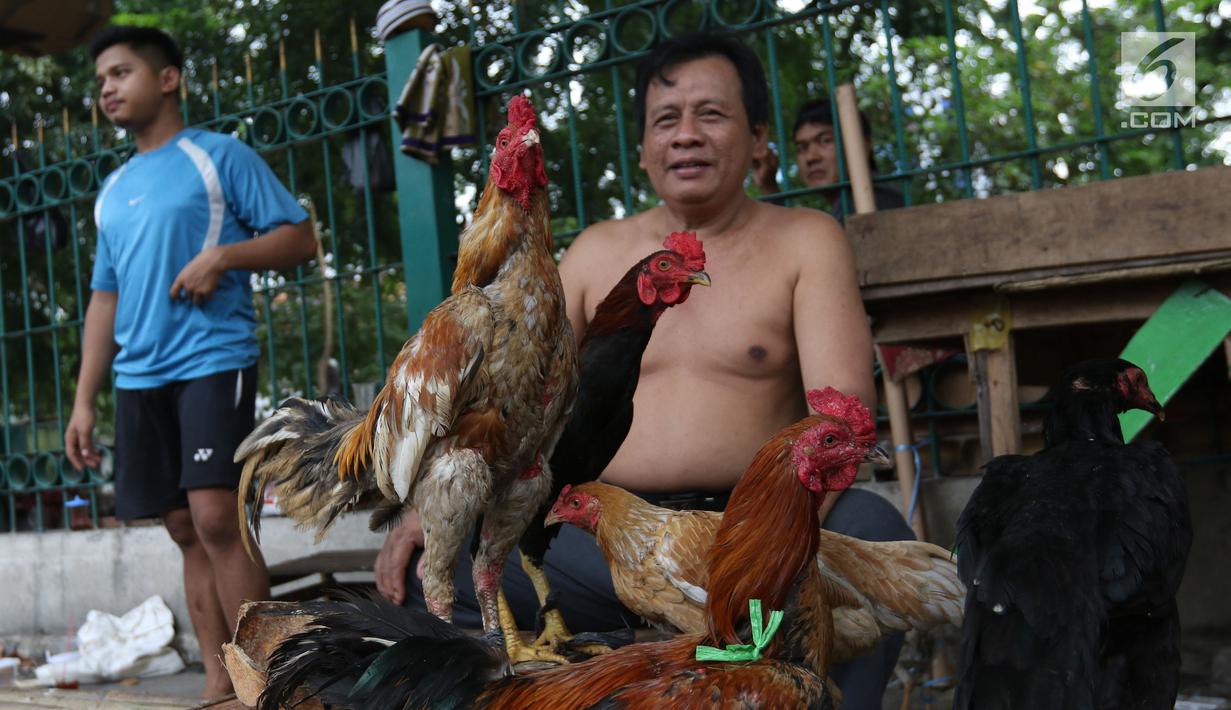 Pedagang tengah menjual ayam kampung di Jakarta, Selasa (12/6). Para pedagang ayam musiman tersebut menjual ayam dengan kisaran harga 100 ribu hingga 250 ribu untuk kebutuhan ayam potong lebaran. (Liputan6.com/Angga Yuniar)
