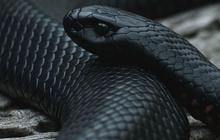 Jenis Ular Hitam dan Penjelasannya, Ada yang Memiliki Racun Mematikan