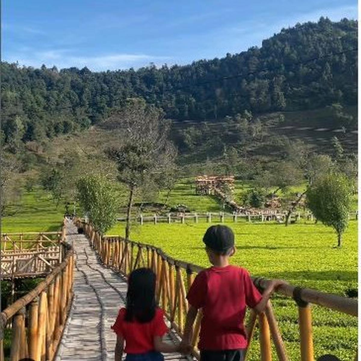 Kebun Teh Sikatok