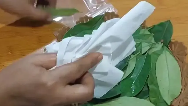 Ilustrasi Mencuci Daun Salam