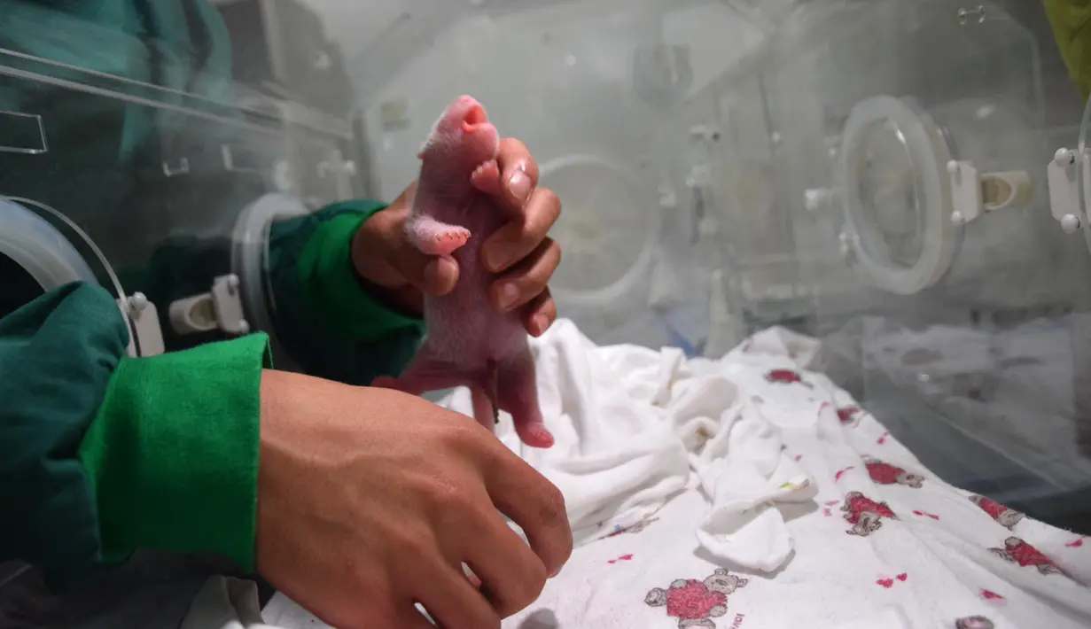 Seekor bayi panda dari hasil perkawinan campuran antara pasangan panda penangkaran dan panda liar di Provinsi Sichuan, Tiongkok barat daya, 31 Juli 2017. Bayi panda tersebut lahir dari seekor induk berusia 15 tahun bernama Cao Cao. (STR / AFP)