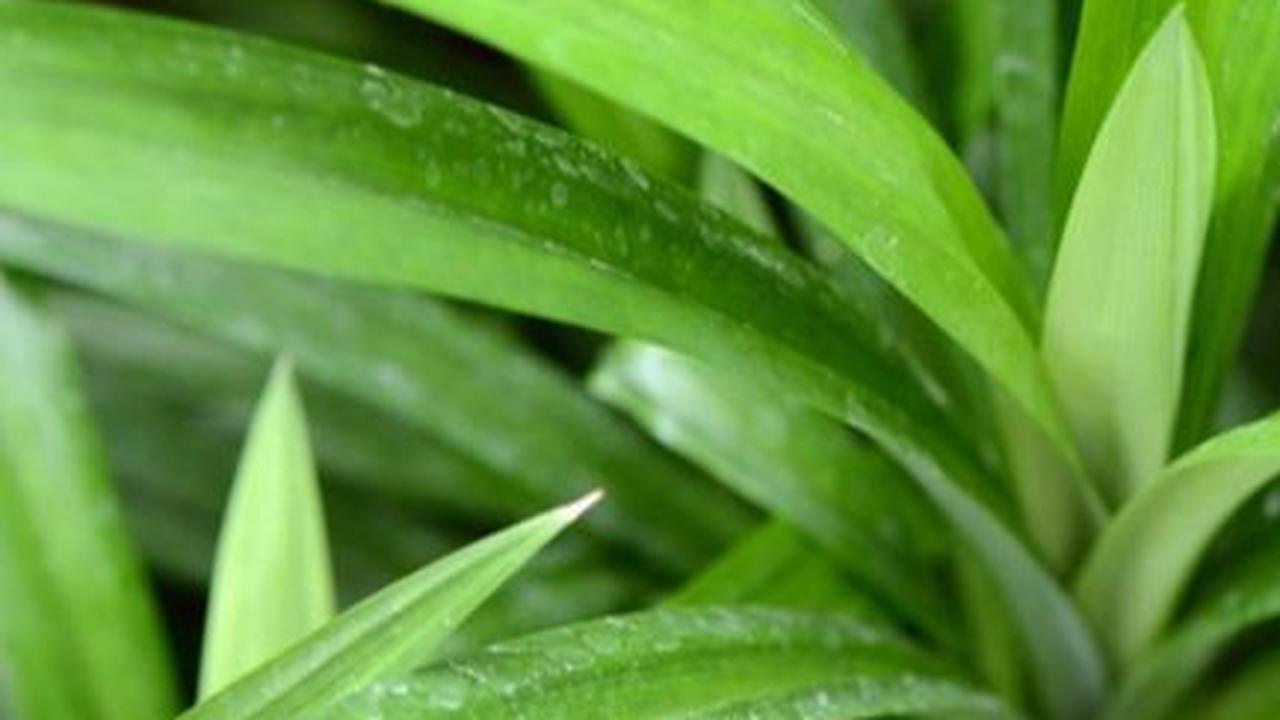 Manfaat Mengonsumsi Daun Pandan<br>