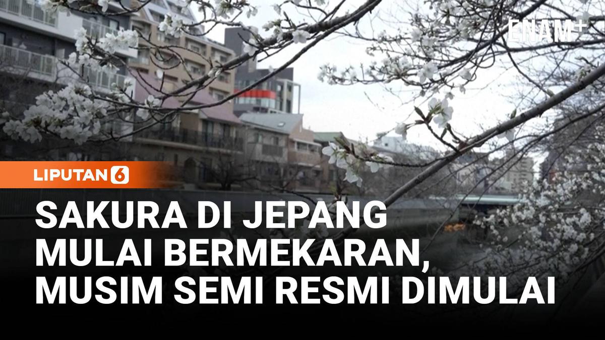 Bunga Sakura Resmi Mekar di Tokyo, Tanda Musim Semi Dimulai!