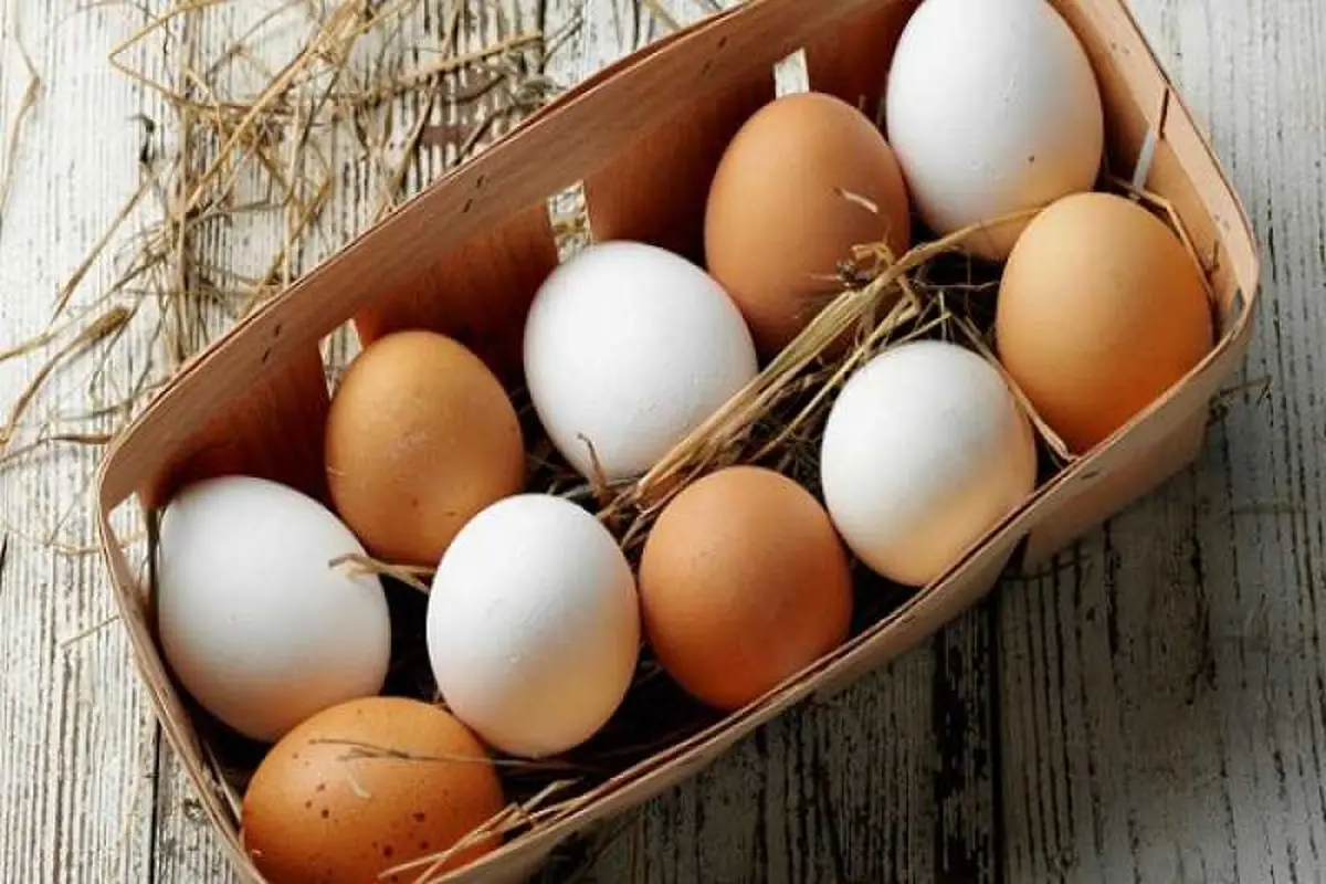 Terungkap, Ternyata Ini Perbedaan Telur Ayam Cokelat dan Putih