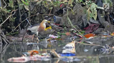 Burung residen Blekok Sawah (Ardeola speciosa) terlihat di kawasan Hutan Lindung Angke Kapuk, Jakarta, Sabtu (11/5/2019). Kegiatan dalam rangka Hari Burung Migrasi Sedunia tersebut mengangkat tema Lindungi Burung: Jadi Solusi Terhadap Polusi Plastik. (Liputan6.com/Herman Zakharia)