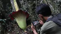 Amorphophallus titanum sedang mekar di areal hutan Ekowisata Batu Katak, Bahorok, Langkat, Sumut, Jumat (16/6/2023) (Reza Efendi/Liputan6.com)