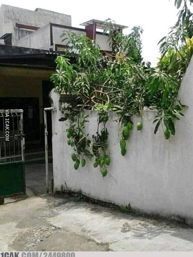 6 Momen Tak Terduga Ketiban Rezeki Buah Tetangga, Mujur Banget