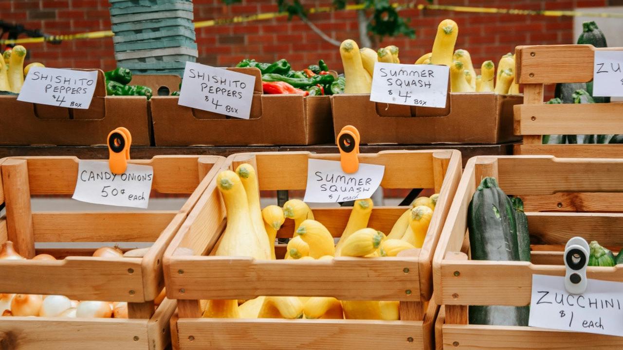 Ilustrasi Zucchini