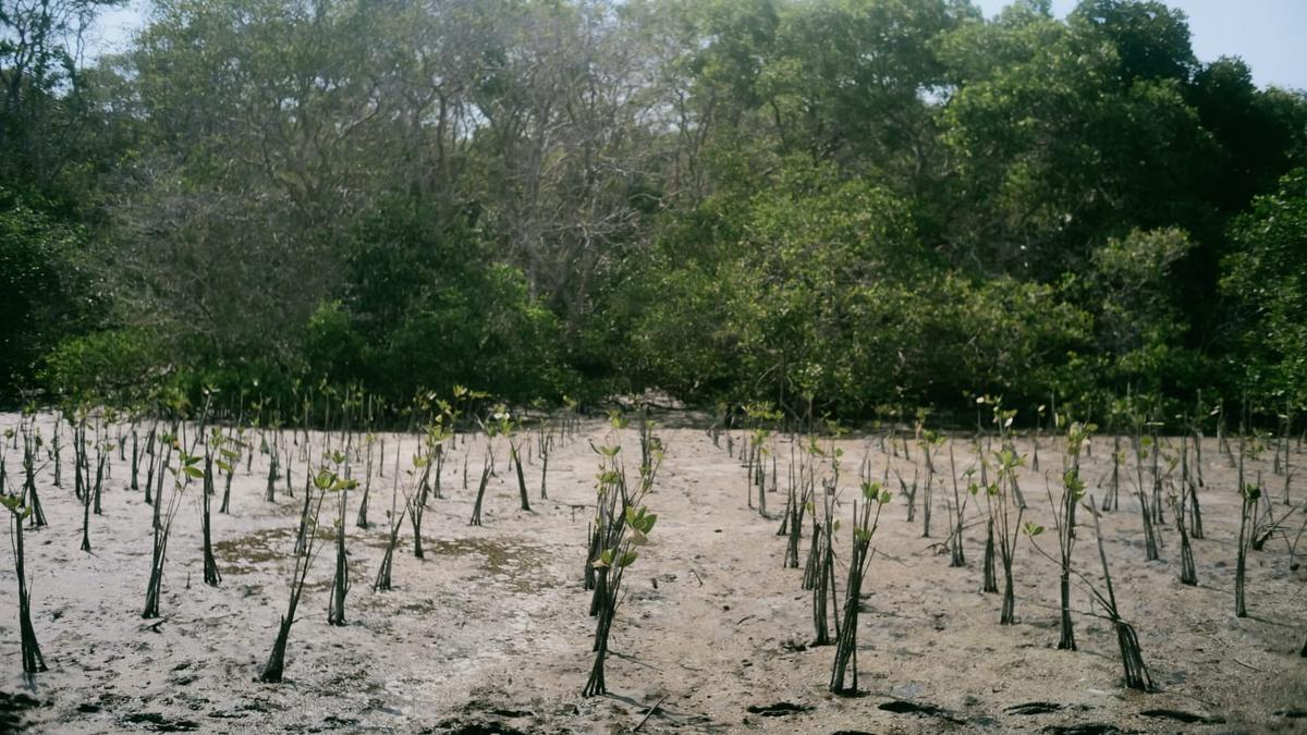 Langkah Berkelanjutan dengan Penanaman Mangrove hingga Perlindungan Satwa Laut