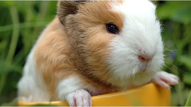 Courtesy animaldiscovery.com