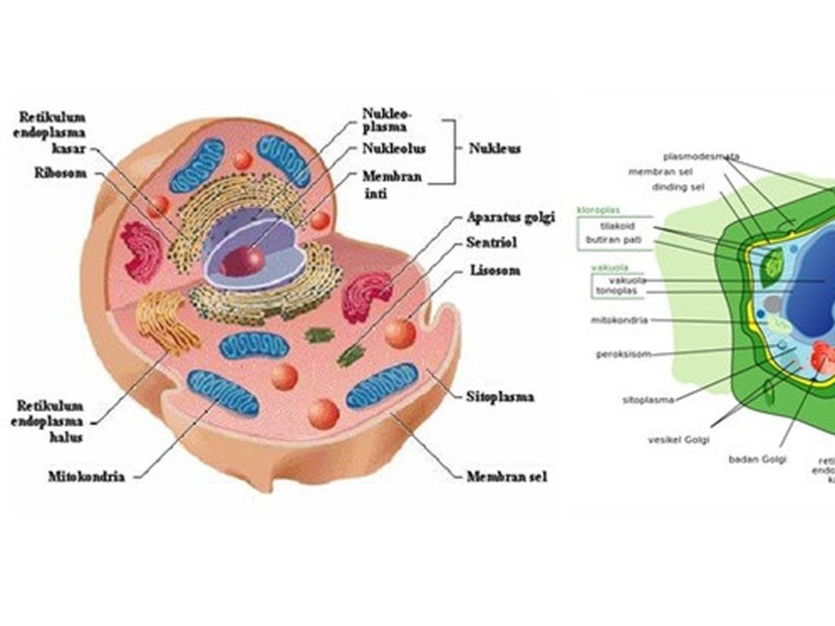 Bagaimana bentuk sel hewan dan sel tumbuhan berdasarkan struktur penyusunnya