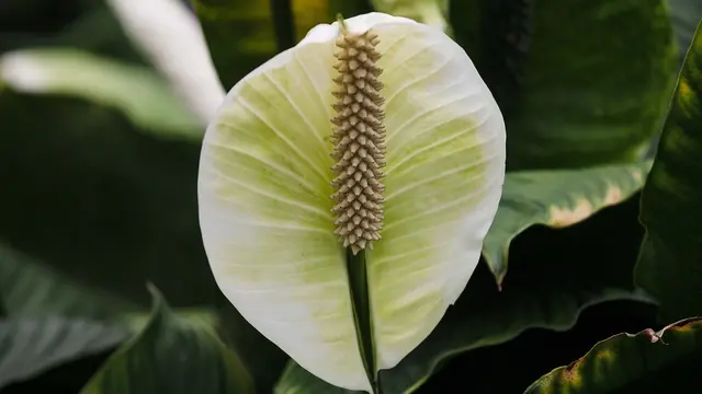 Peace lily (pixabay)