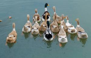 Ilustrasi bebek/https://unsplash.com/Jack&nbsp;Dong