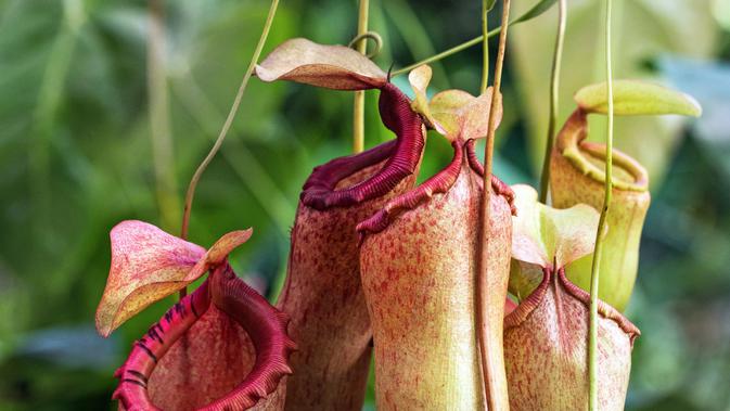 8 Tanaman Karnivora: Pesona Estetis dan Fungsi Pengusir Serangga yang Memukau